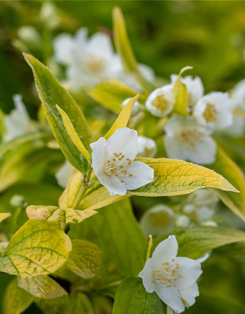 Philadelphus coronarius Aureus