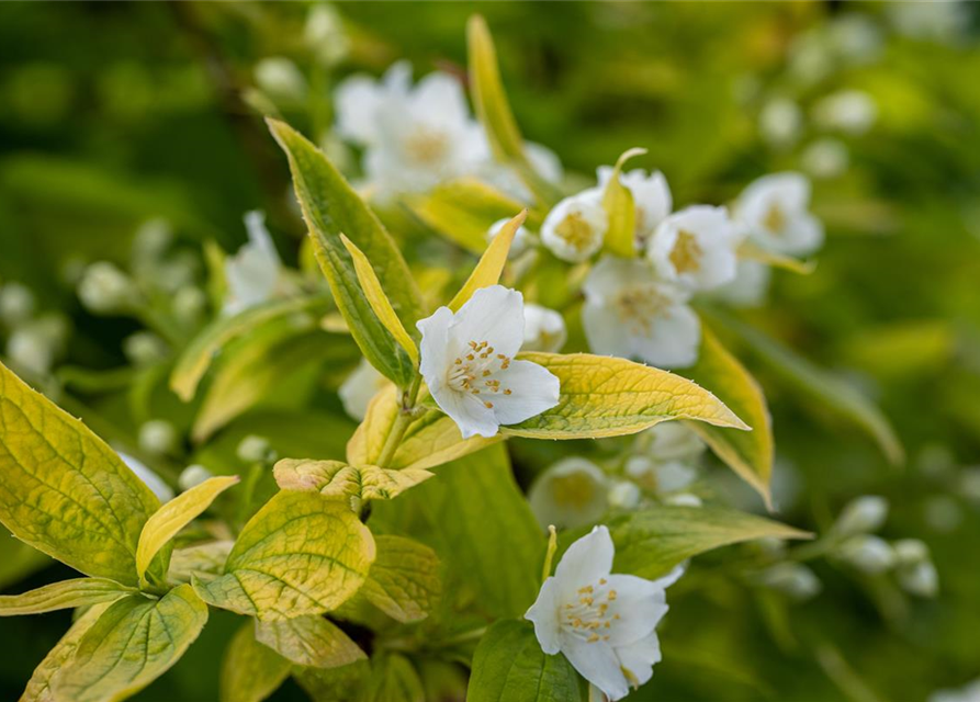 Philadelphus coronarius Aureus