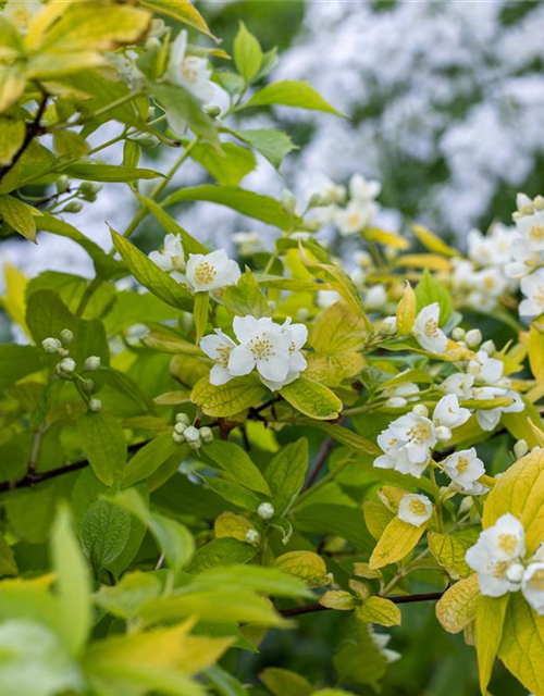 Philadelphus coronarius Aureus