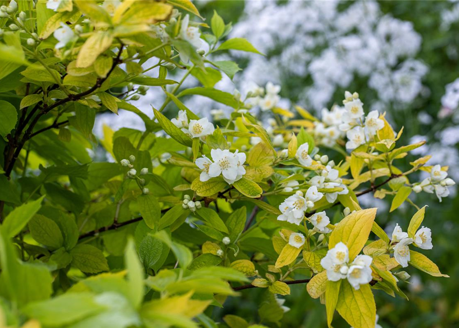 Philadelphus coronarius Aureus