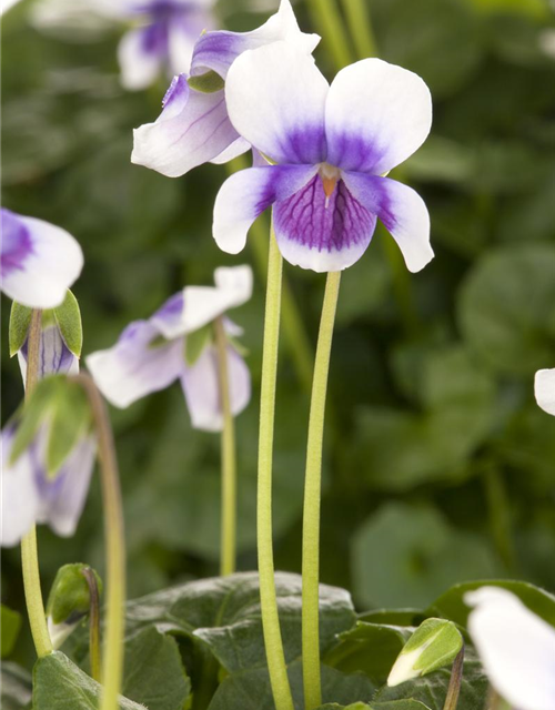 Viola hederacea