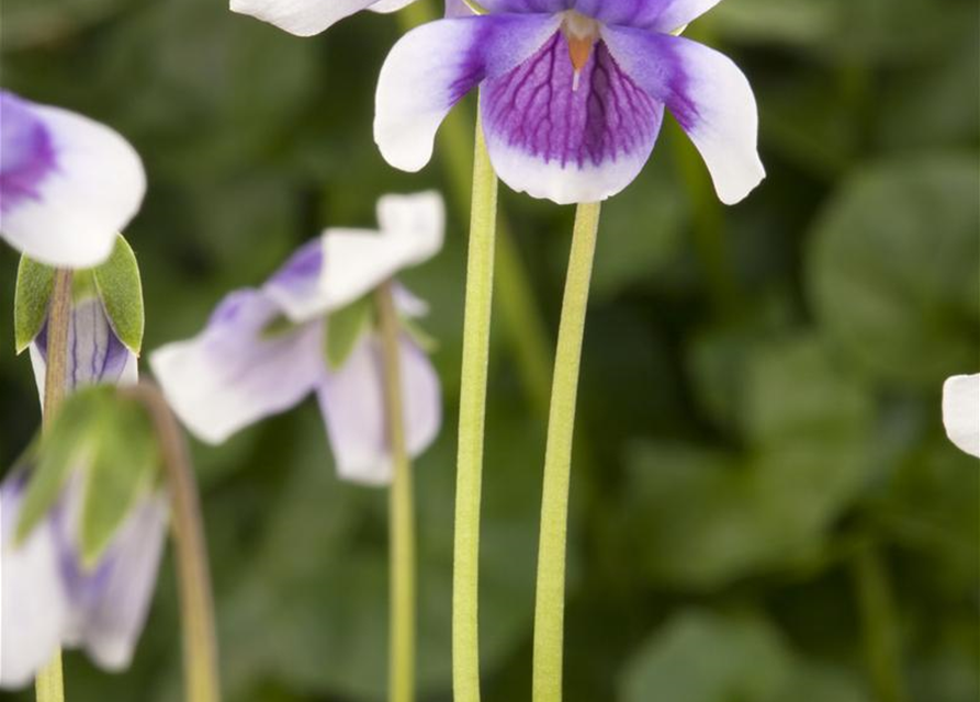 Viola hederacea