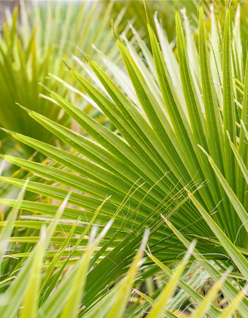 Washingtonia filifera