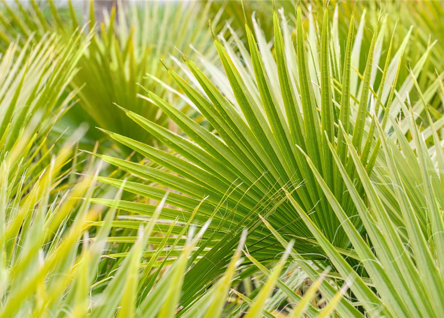 Washingtonia filifera