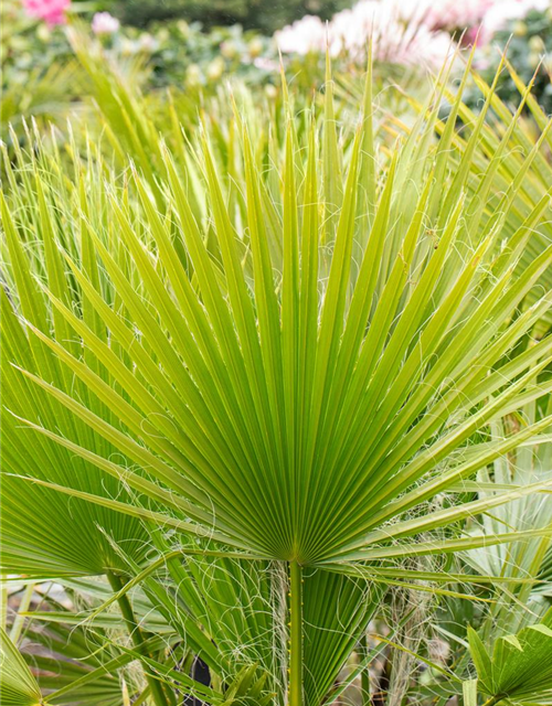 Washingtonia filifera