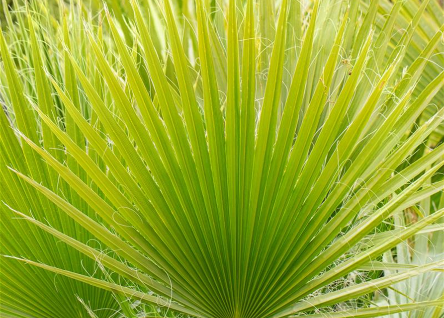 Washingtonia filifera