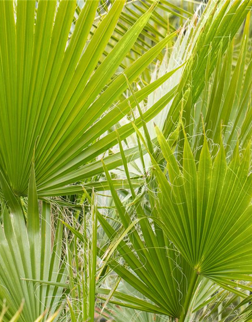 Washingtonia filifera