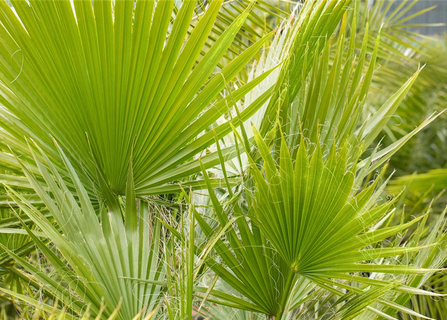 Washingtonia filifera