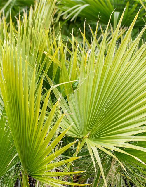 Washingtonia filifera