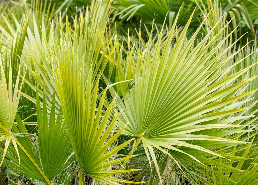 Washingtonia filifera