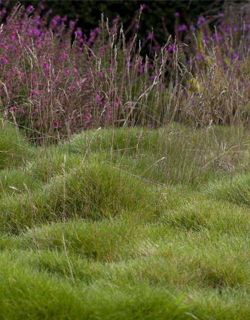 Festuca gautieri Ami Green