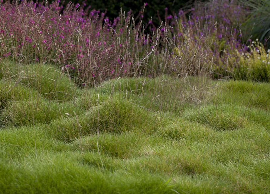 Festuca gautieri Ami Green