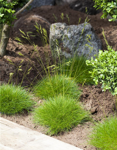 Festuca gautieri Ami Green