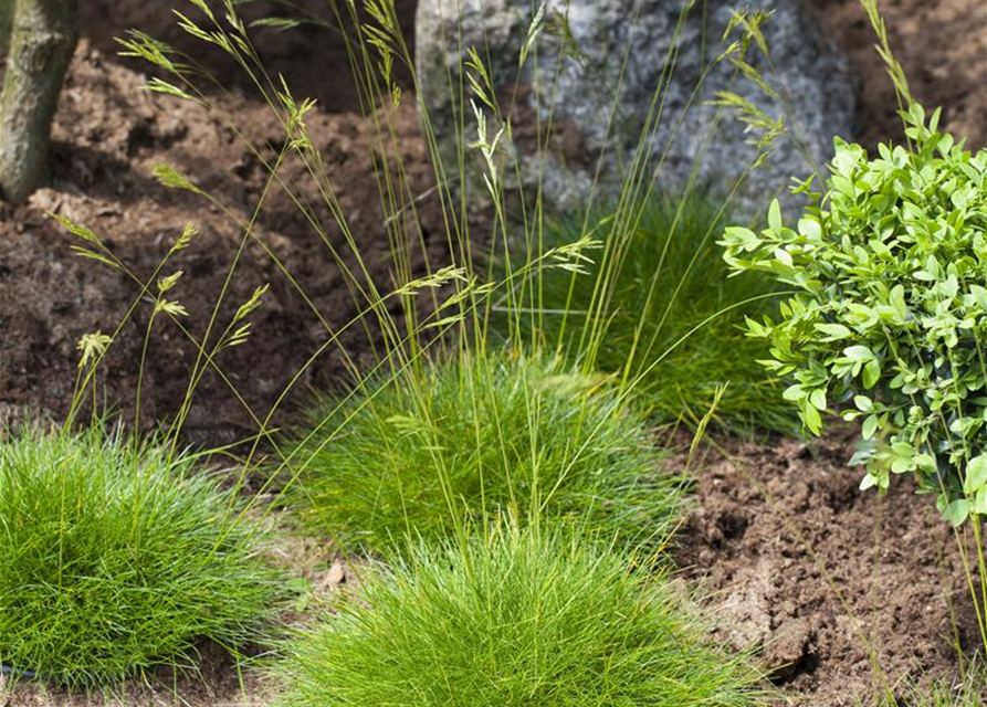 Festuca gautieri Ami Green