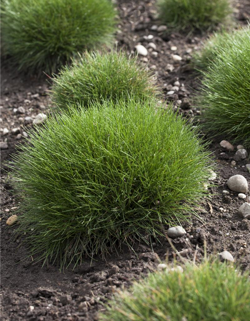 Festuca gautieri Ami Green