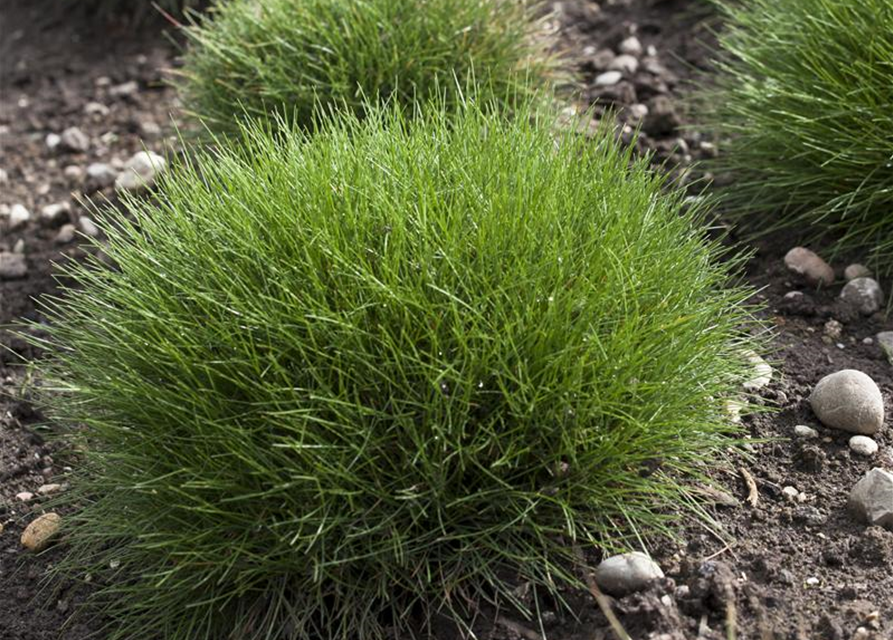 Festuca gautieri Ami Green