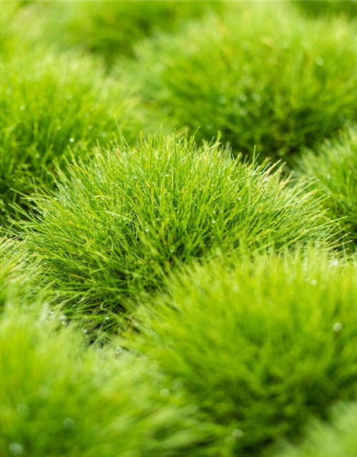 Festuca gautieri Ami Green