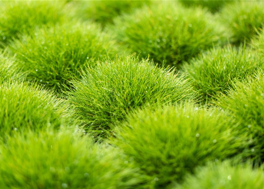 Festuca gautieri Ami Green