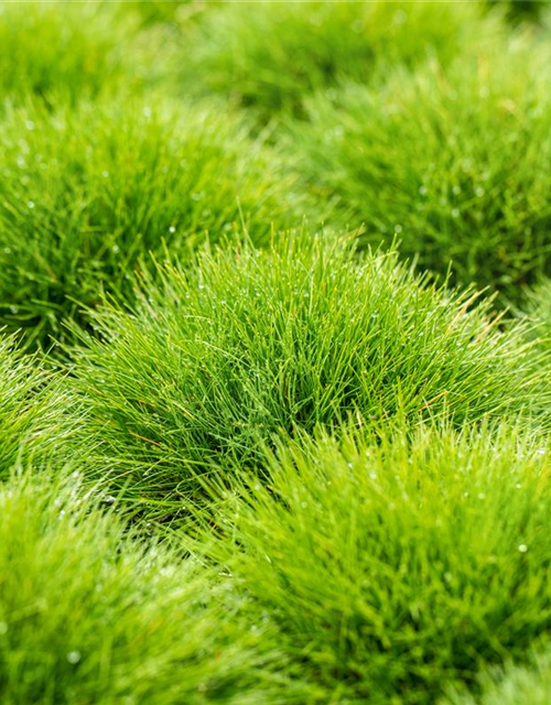 Festuca gautieri Ami Green