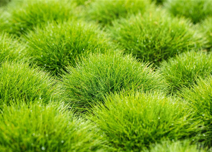 Festuca gautieri Ami Green