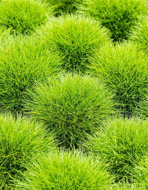 Festuca gautieri Ami Green