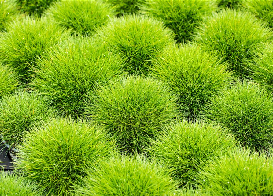 Festuca gautieri Ami Green