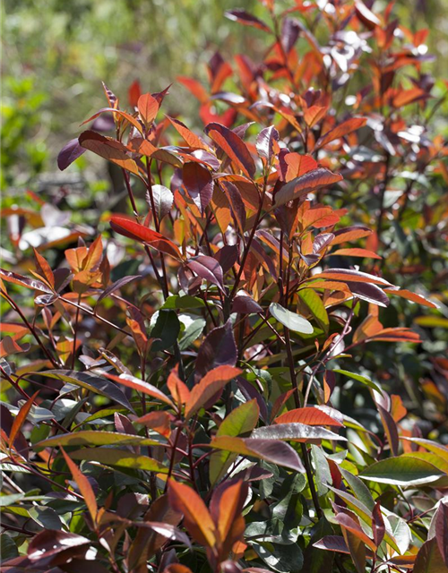 Photinia fraseri Red Robin