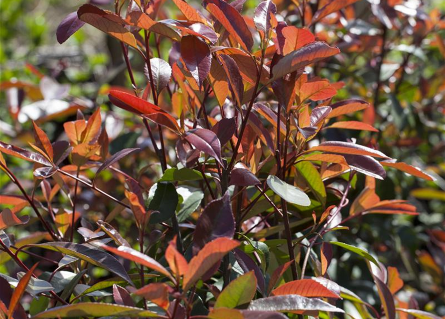 Photinia fraseri Red Robin