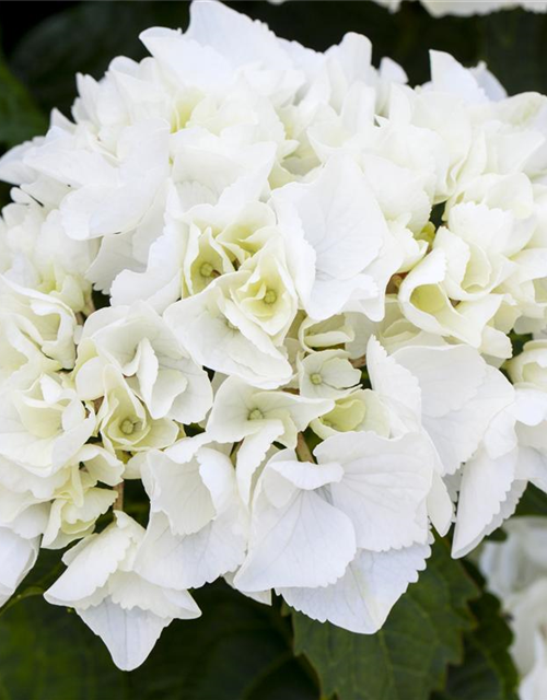 Hydrangea macrophylla Weiß