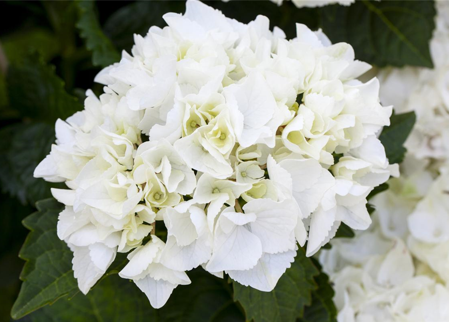 Hydrangea macrophylla Weiß