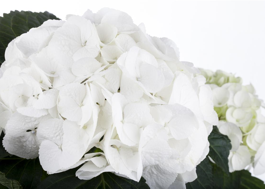 Hydrangea macrophylla Weiß