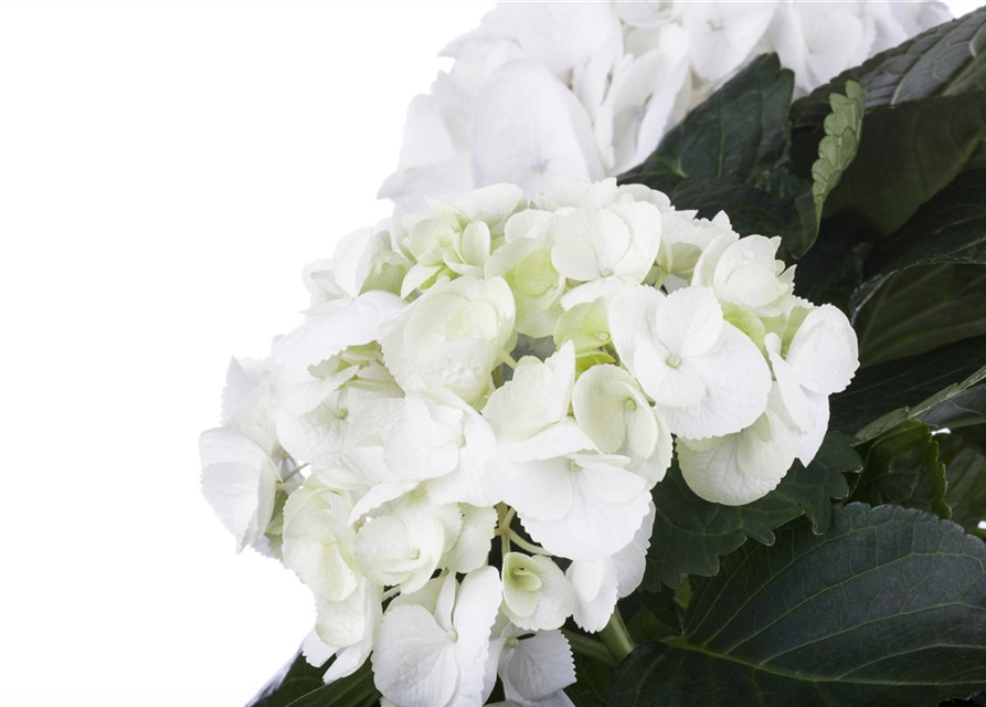 Hydrangea macrophylla Weiß