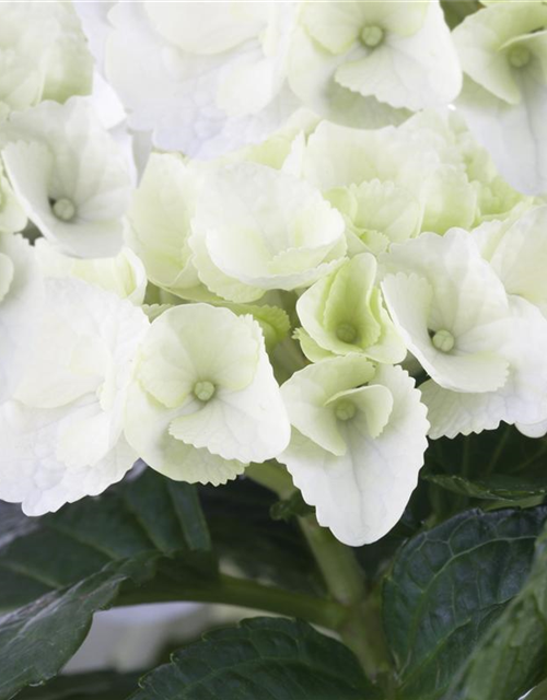 Hydrangea macrophylla Weiß