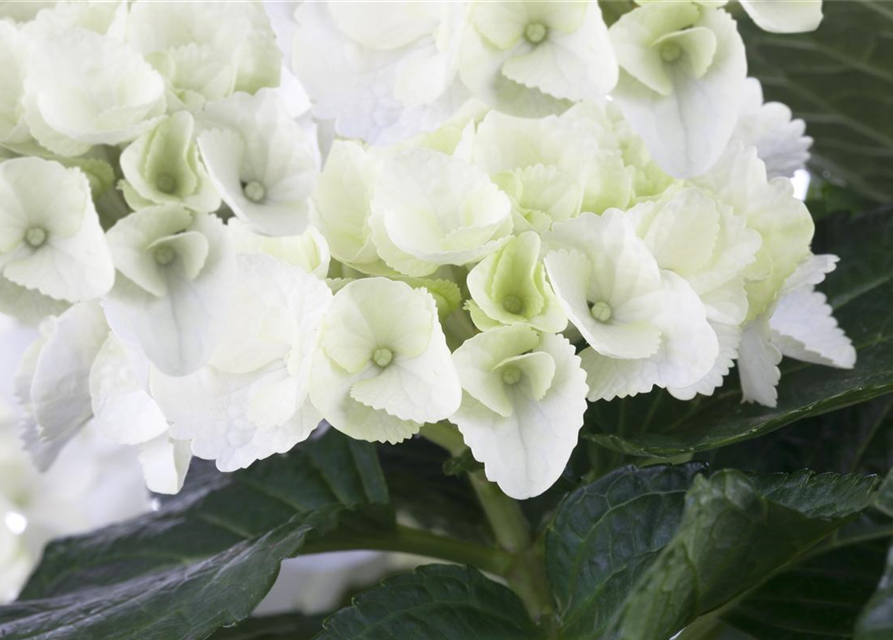 Hydrangea macrophylla Weiß