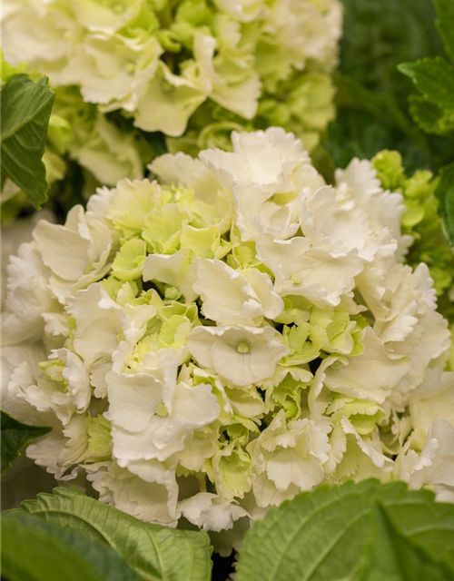 Hydrangea macrophylla Weiß