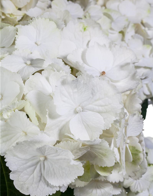 Hydrangea macrophylla Weiß