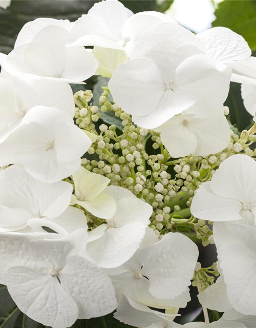 Hydrangea macrophylla Weiß