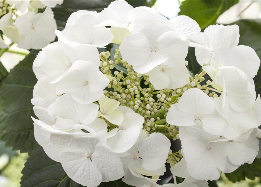 Hydrangea macrophylla Weiß