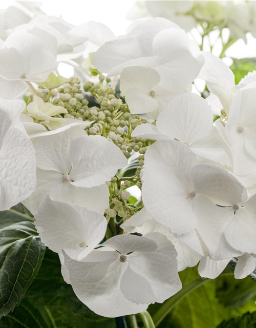 Hydrangea macrophylla Weiß