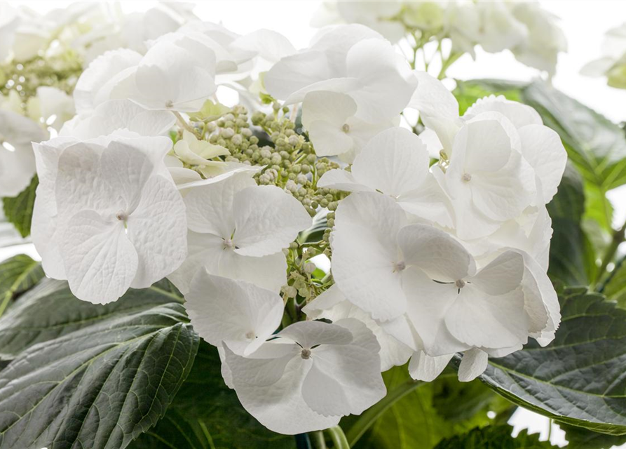 Hydrangea macrophylla Weiß