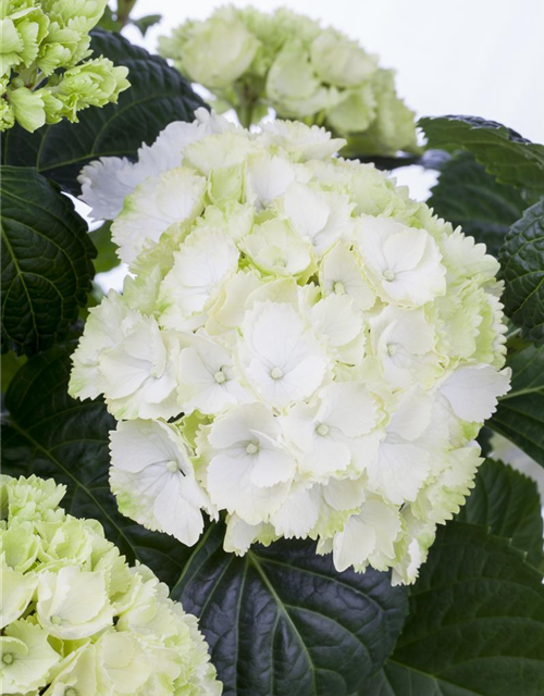 Hydrangea macrophylla Weiß