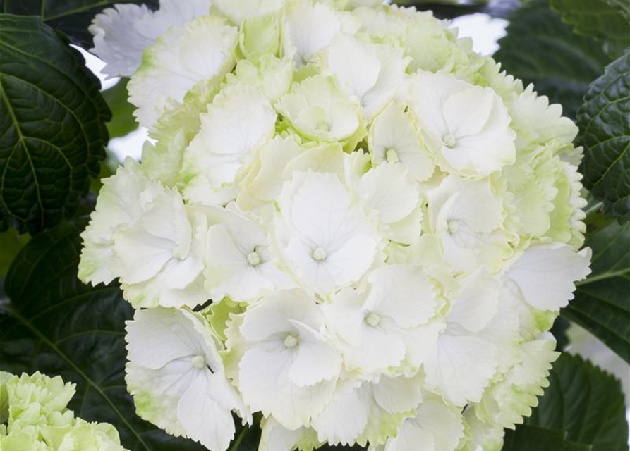 Hydrangea macrophylla Weiß