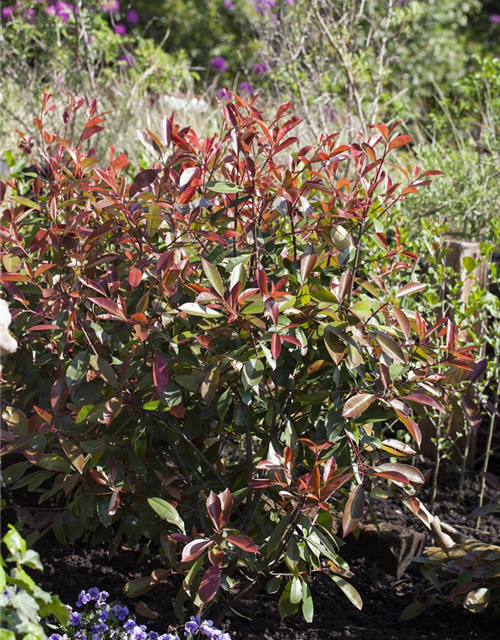 Photinia fraseri Red Robin