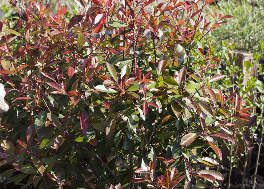 Photinia fraseri Red Robin