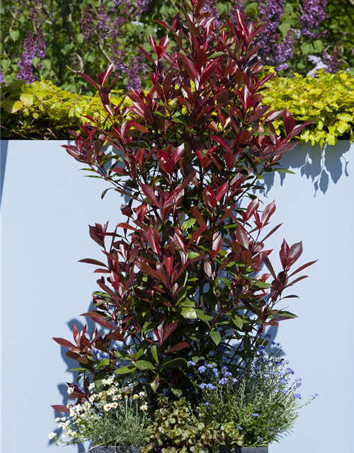 Photinia fraseri Red Robin