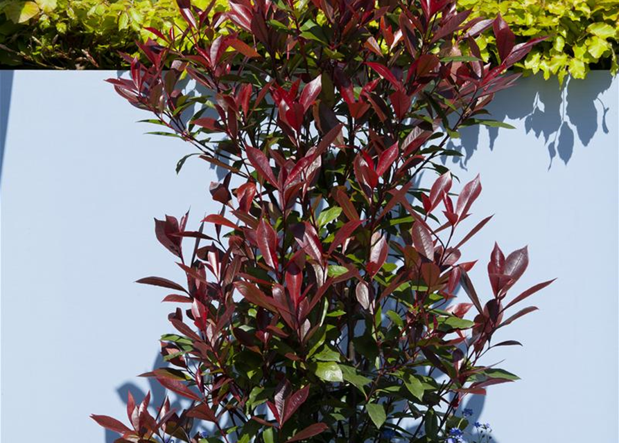 Photinia fraseri Red Robin