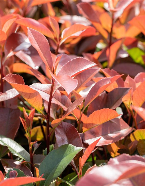 Photinia fraseri Red Robin