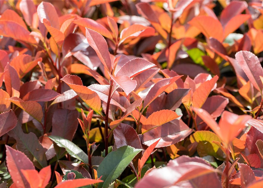 Photinia fraseri Red Robin