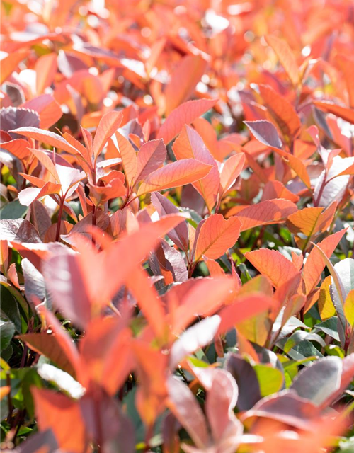 Photinia fraseri Red Robin