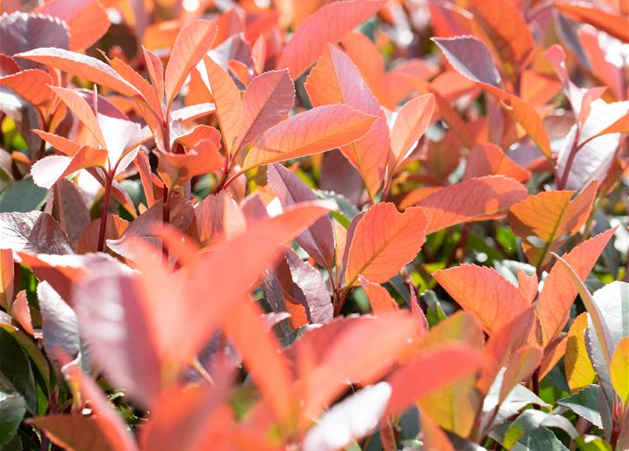 Photinia fraseri Red Robin